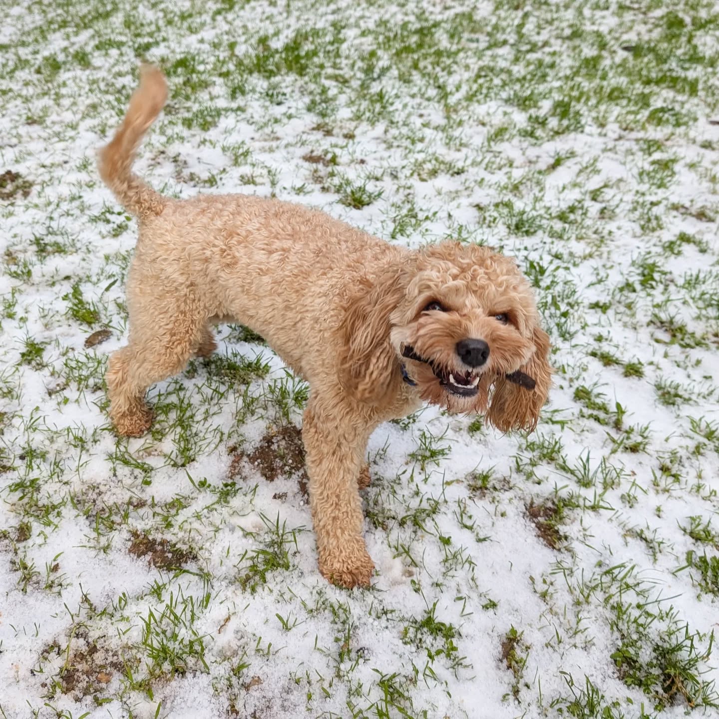 Sierra Dogs Boarding & Training Placerville