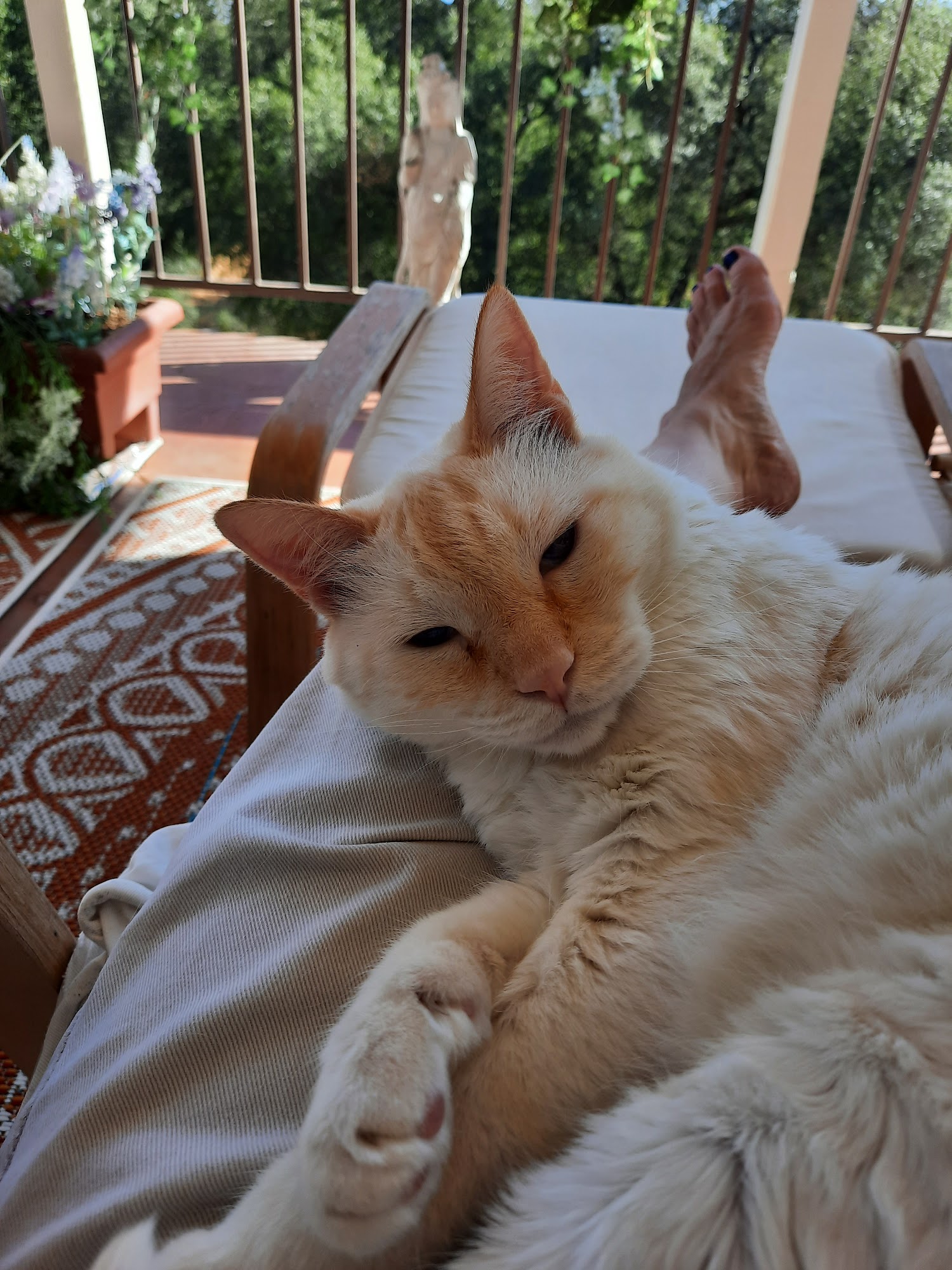 Pawsome Pet Services Placerville