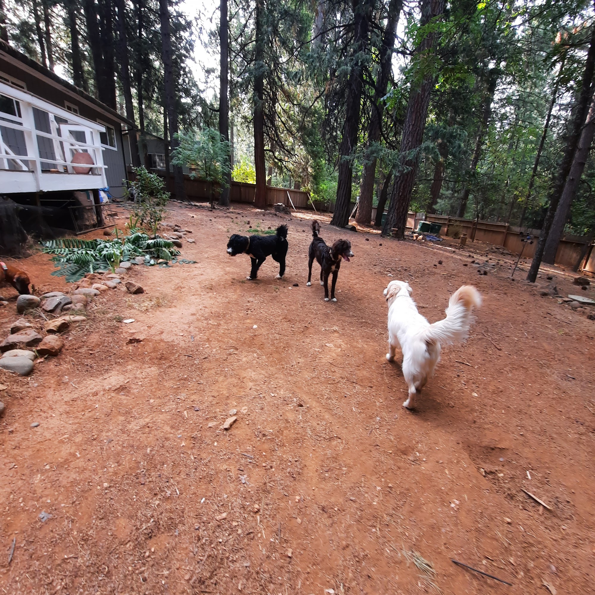 Pawsome Pet Services Placerville