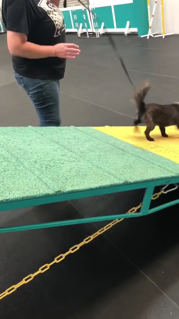 Competition Canine Placerville