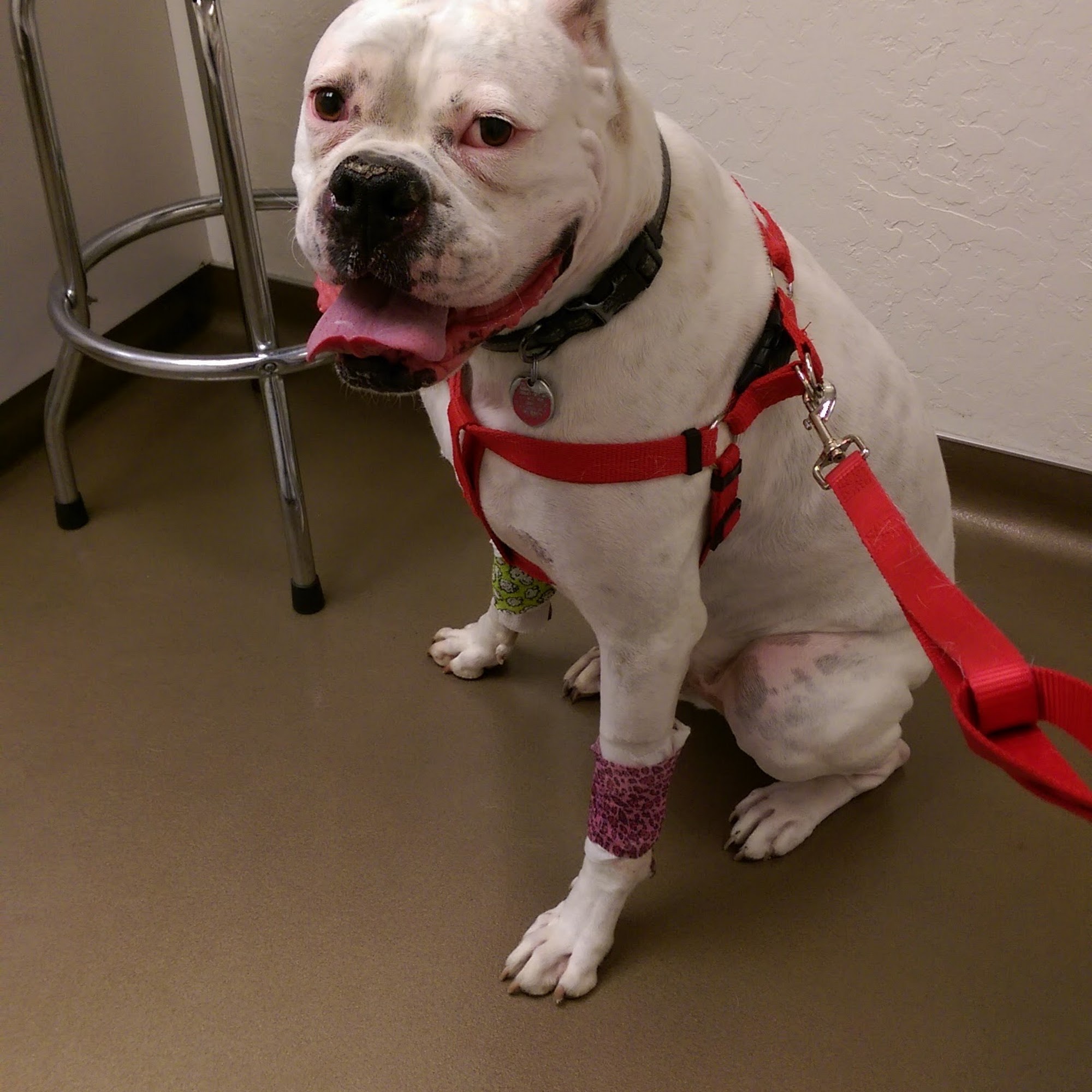 Hillcrest Veterinary Hospital Pleasant Hill