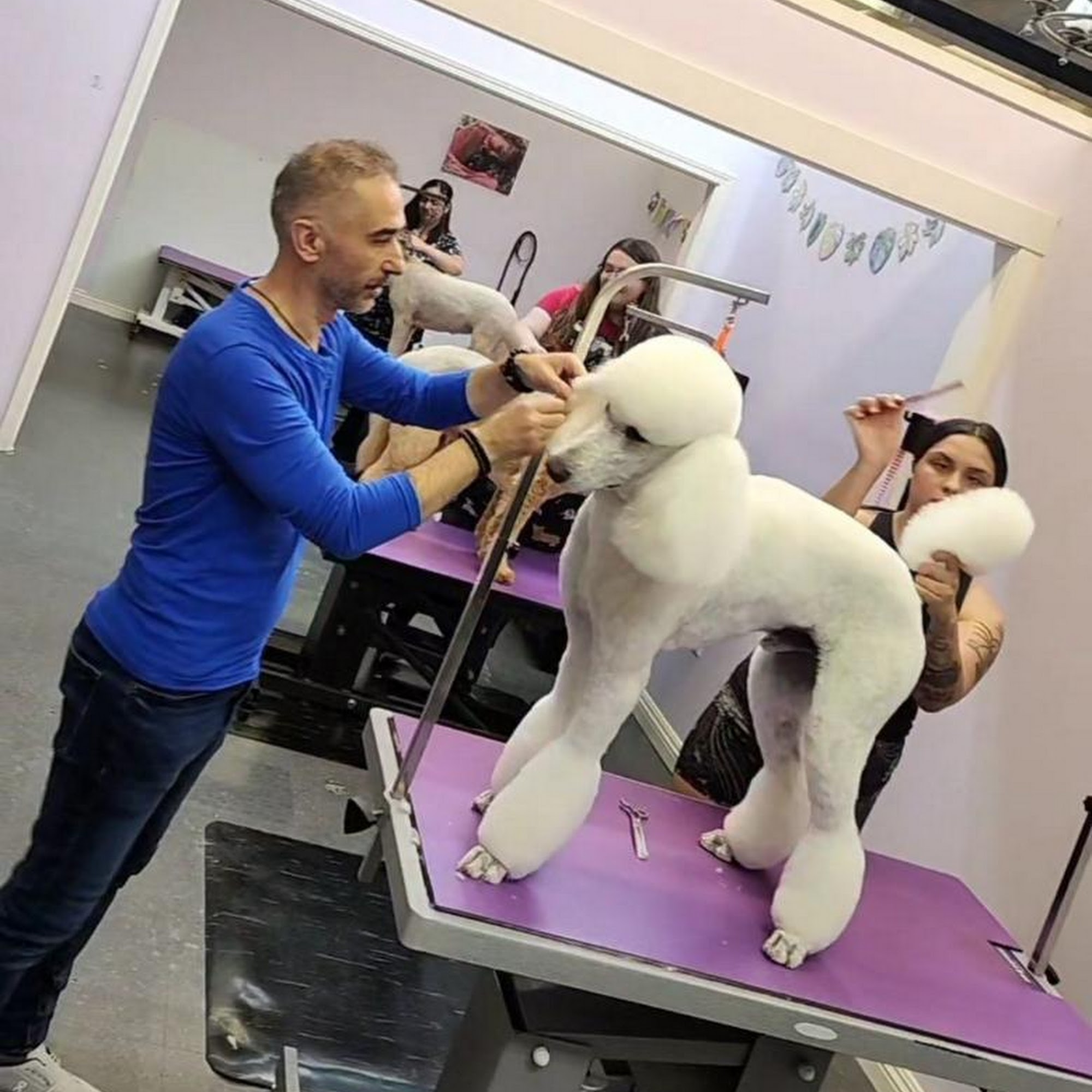 Noni's Pet Boutique & Grooming Pleasant Hill