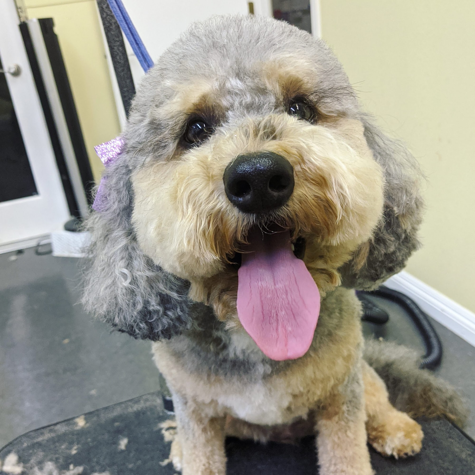 Noni's Pet Boutique & Grooming Pleasant Hill