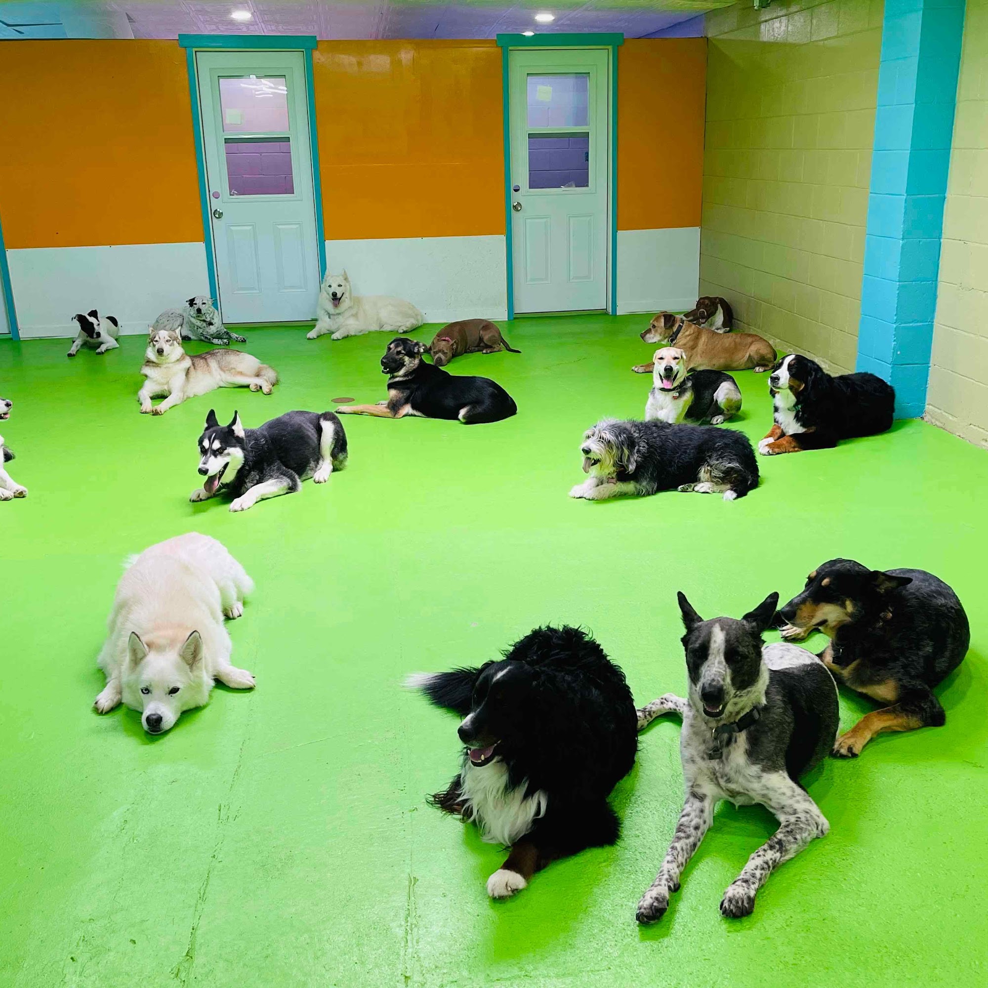 Dog Over Breed - Pleasant Hill Pleasant Hill