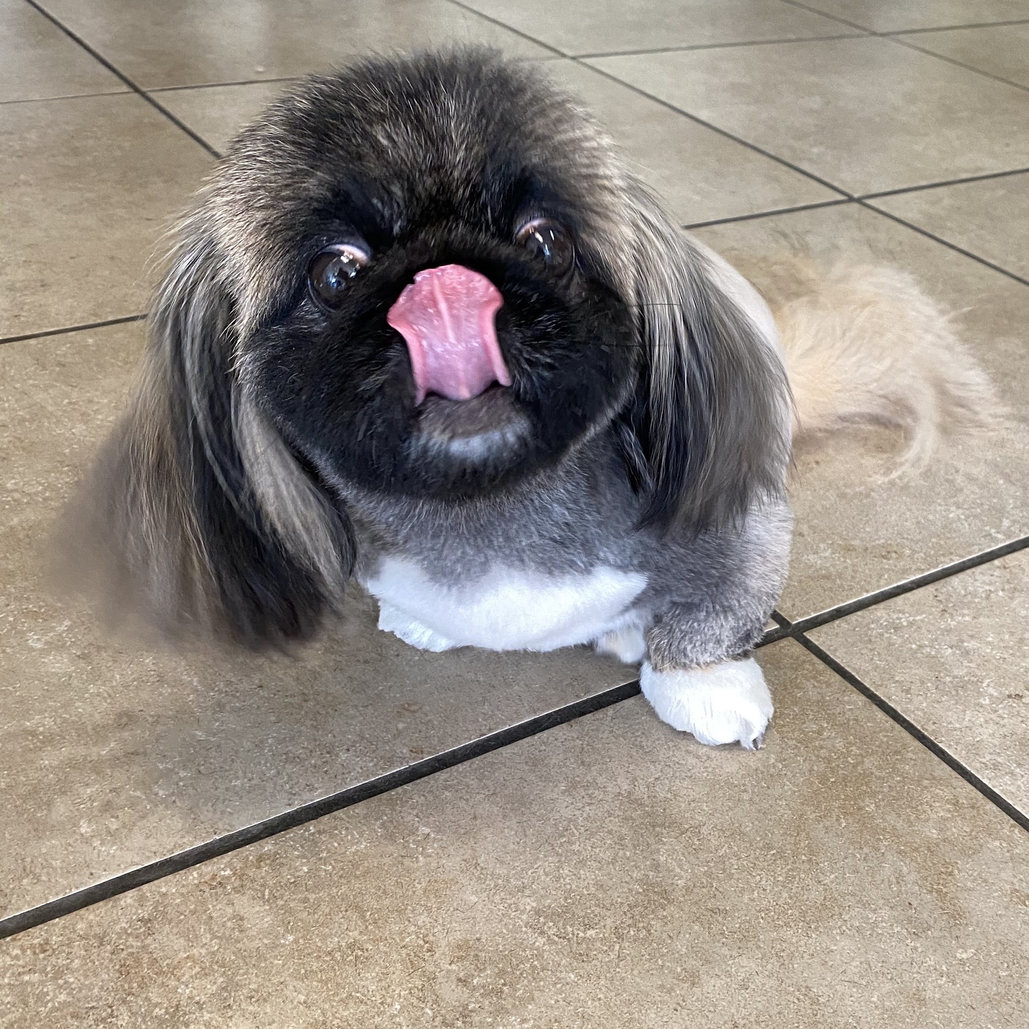 "PET DYNASTY" Boarding, Daycare, Grooming, & Training Pleasanton