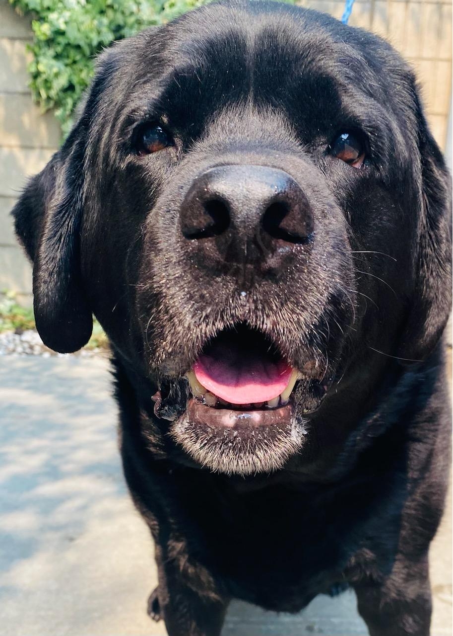 Town & Country Vet Hospital and Pleasanton Pet Hotel Coleen Dossey DVM Pleasanton