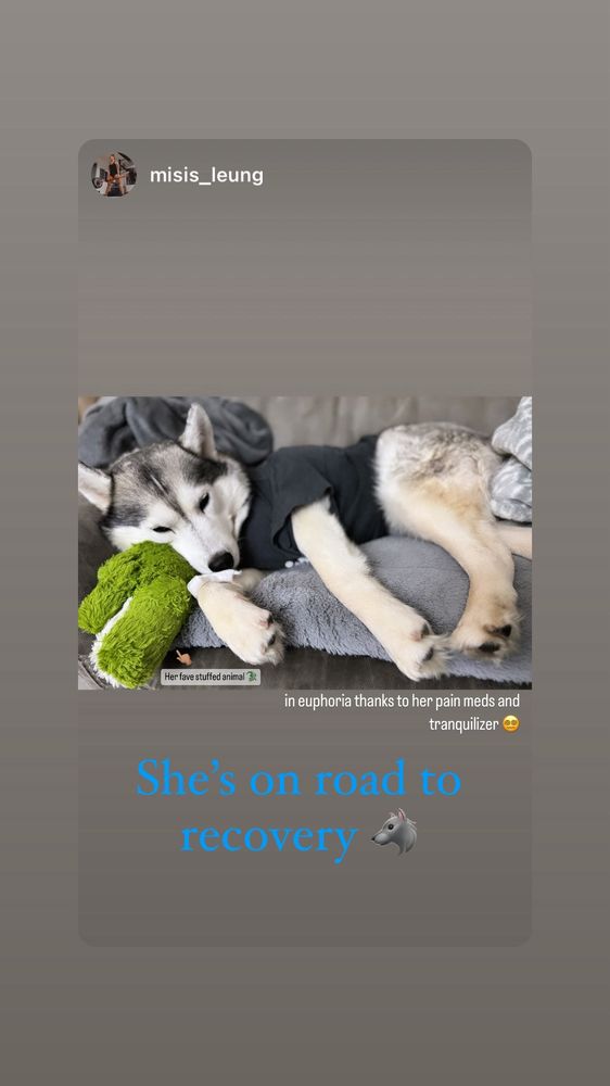 Amador Pet Hospital Pleasanton