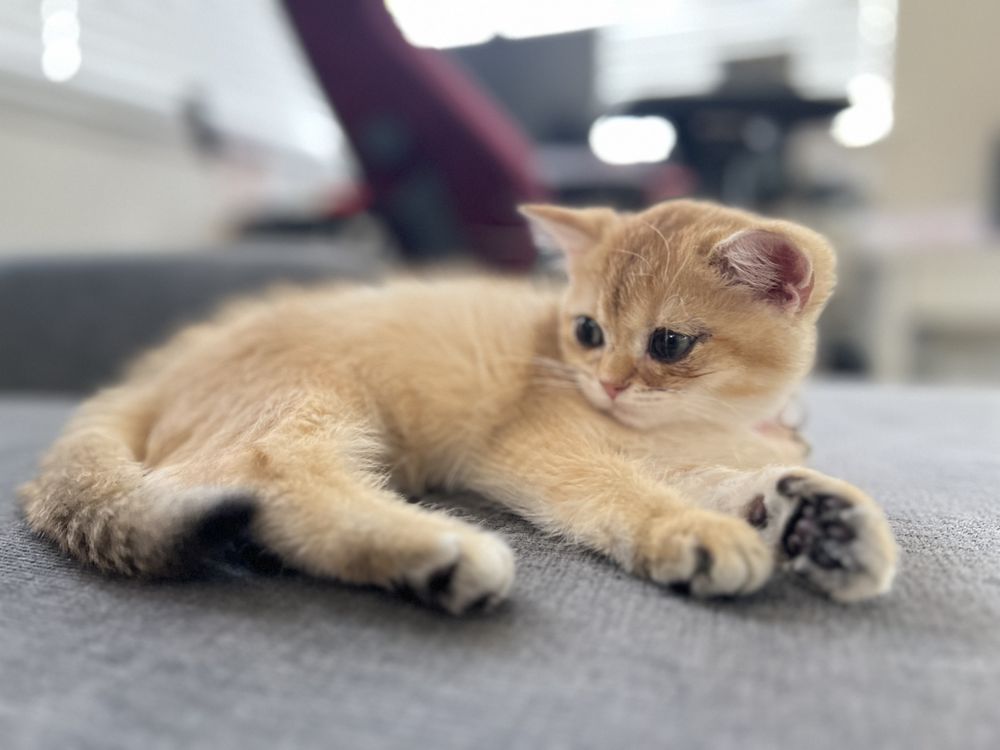 Animal Hospital of Pleasanton Pleasanton