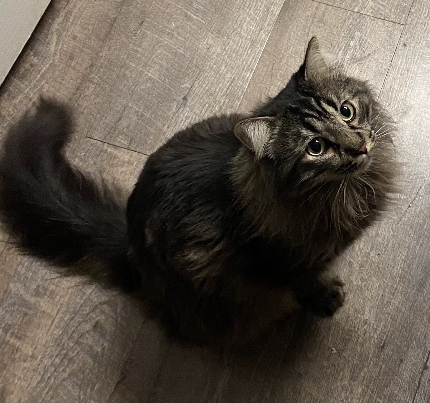 Furry Friends Pet Sitting Pleasanton