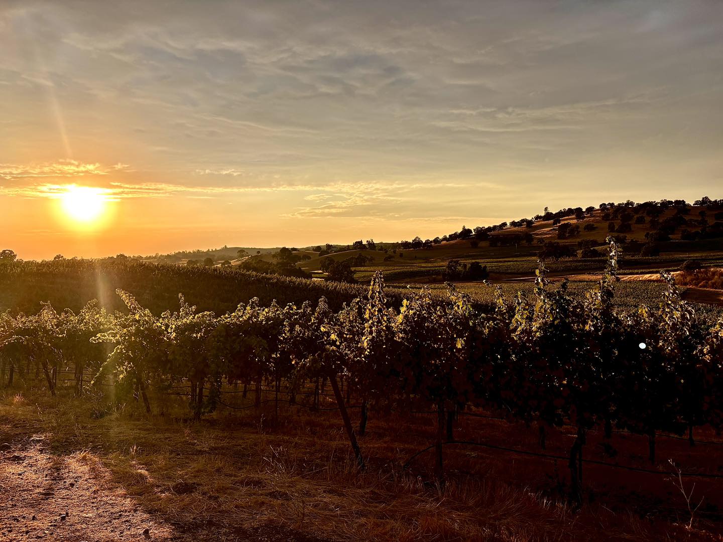 Rancho Victoria Vineyard Plymouth