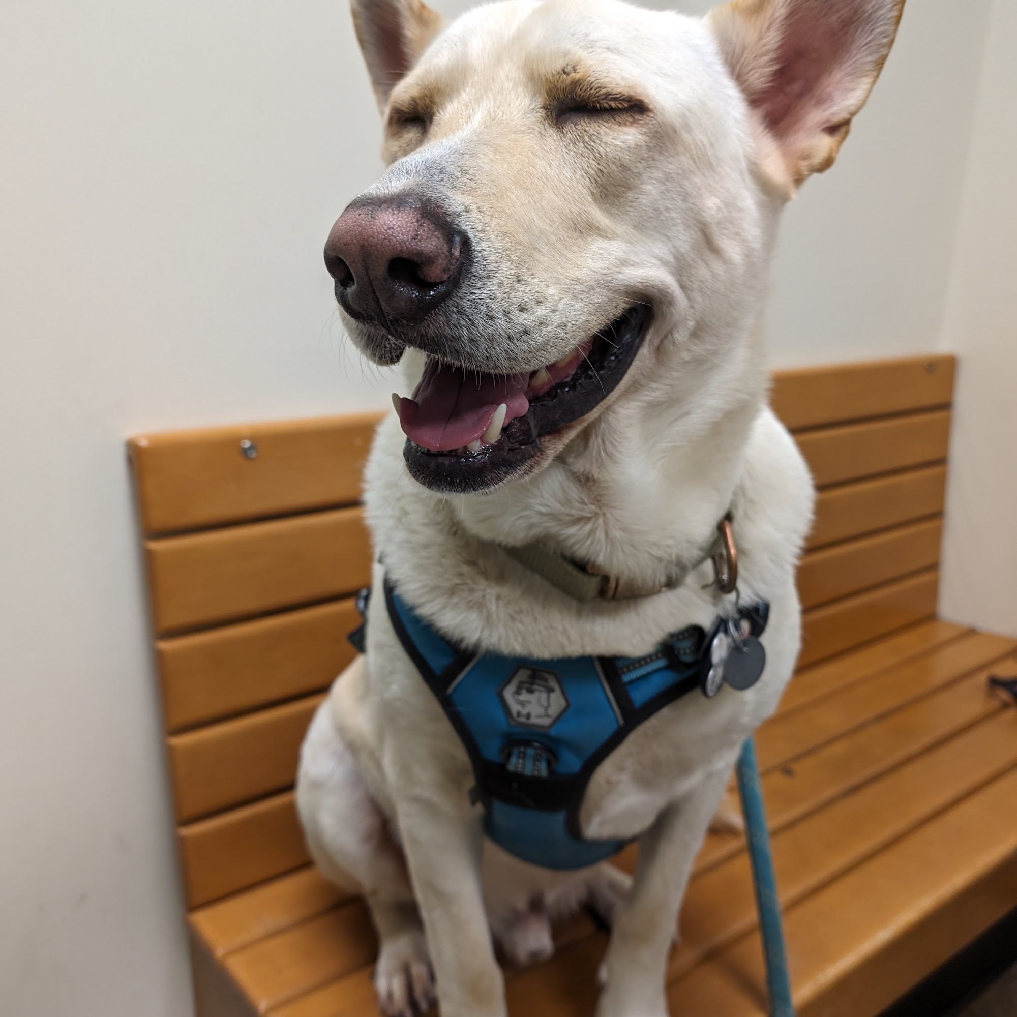 WesternU Pet Health Center Pomona