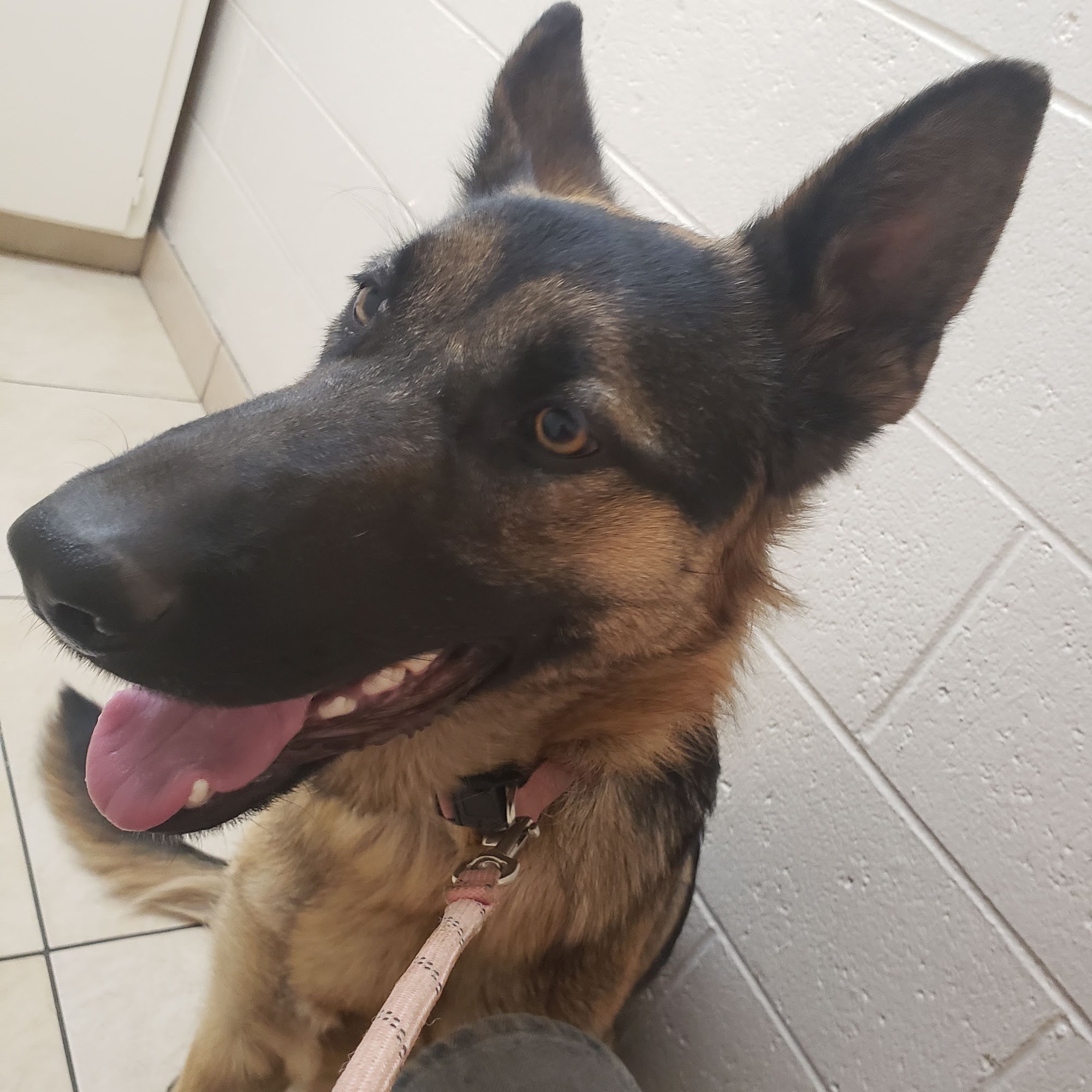 Pomona Animal Hospital Pomona