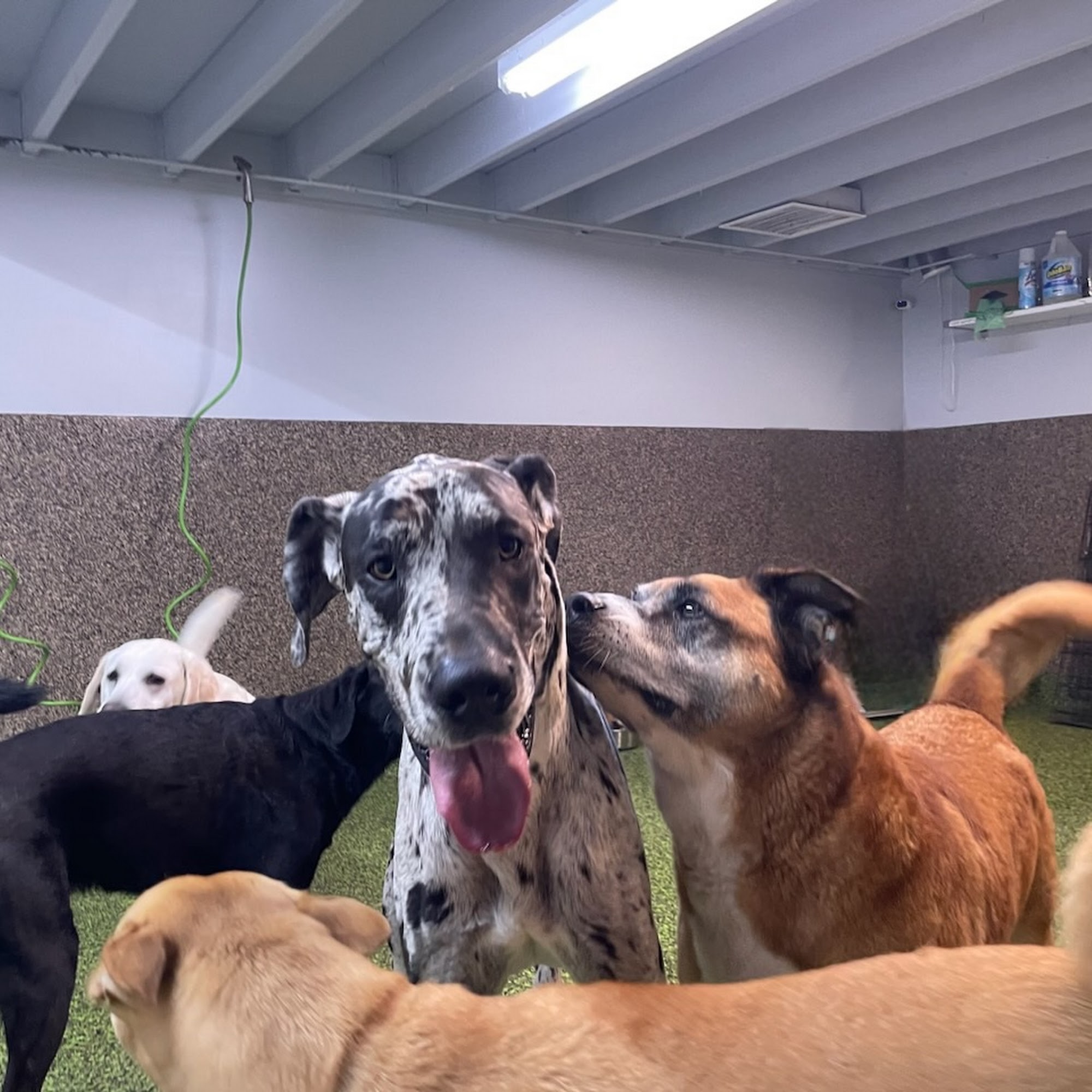 Pet Service Solutions Pomona