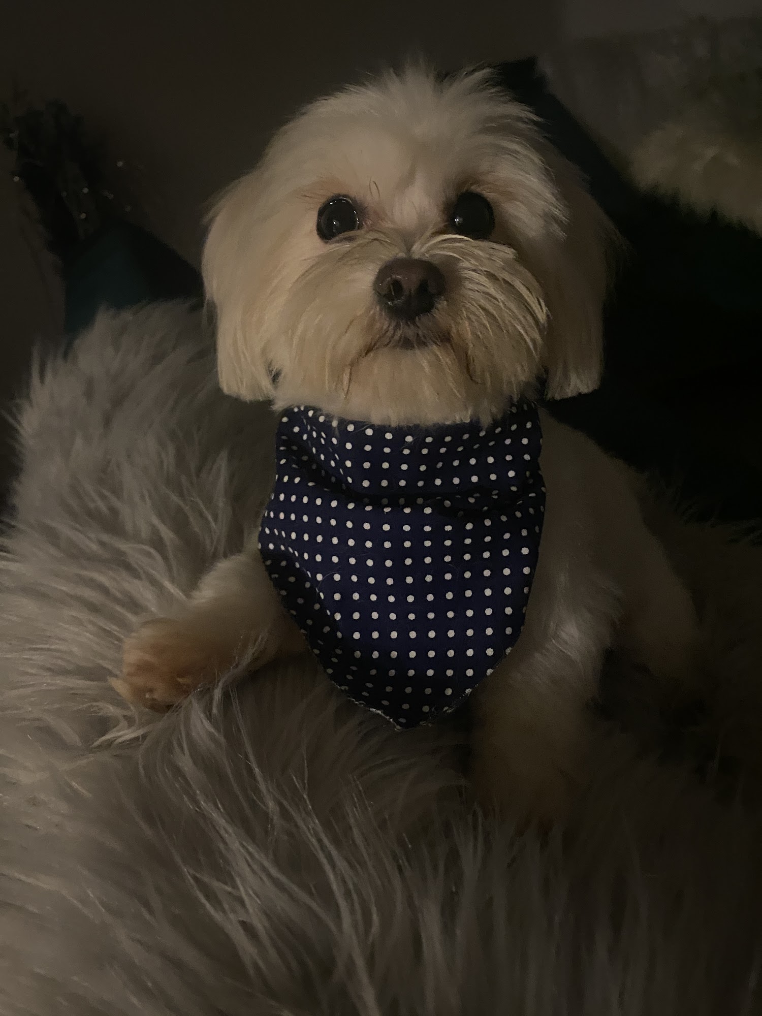 Brush & Pupps Grooming Pomona