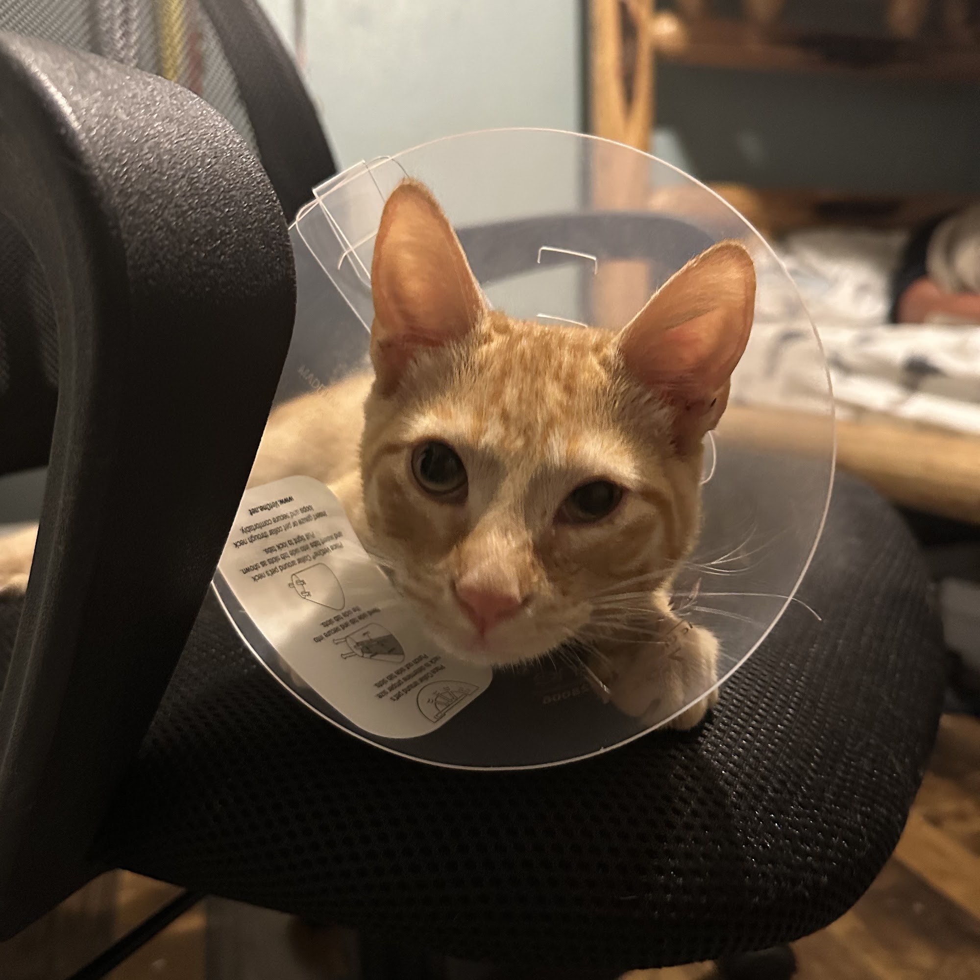 Inland Valley Humane Society and S.P.C.A. Pomona