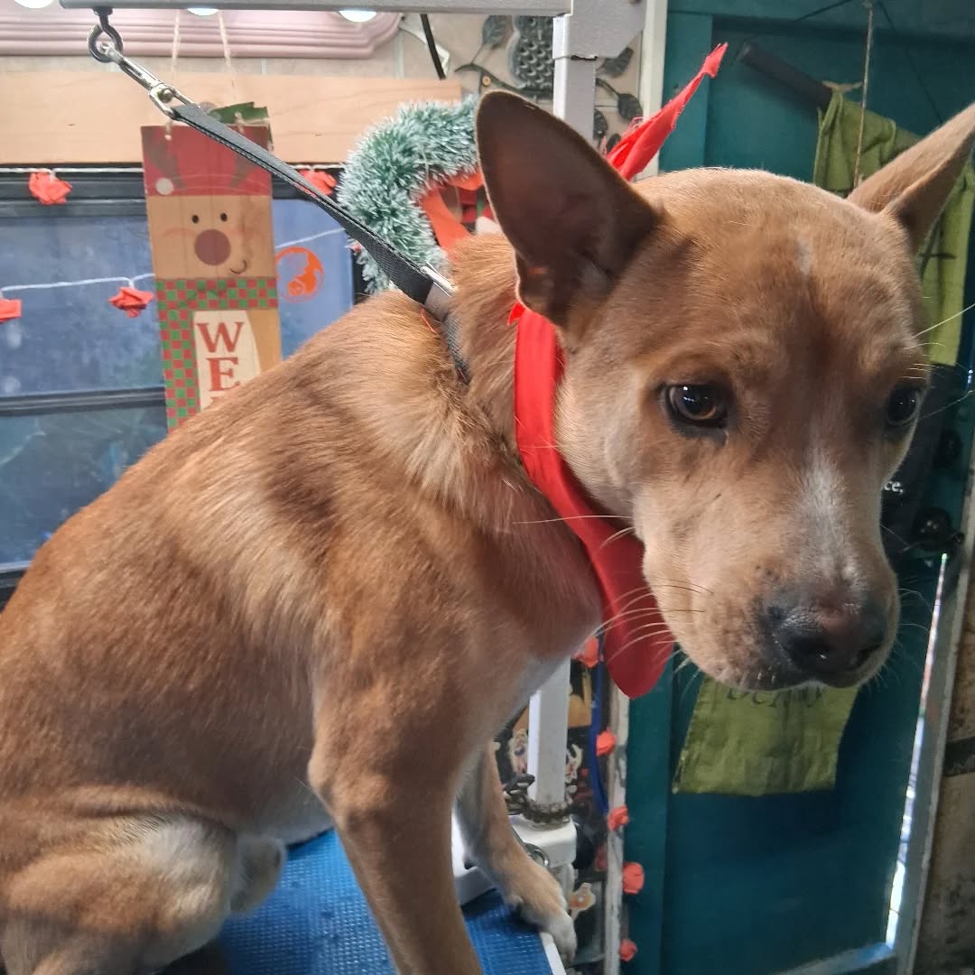 serenity pet grooming Pomona