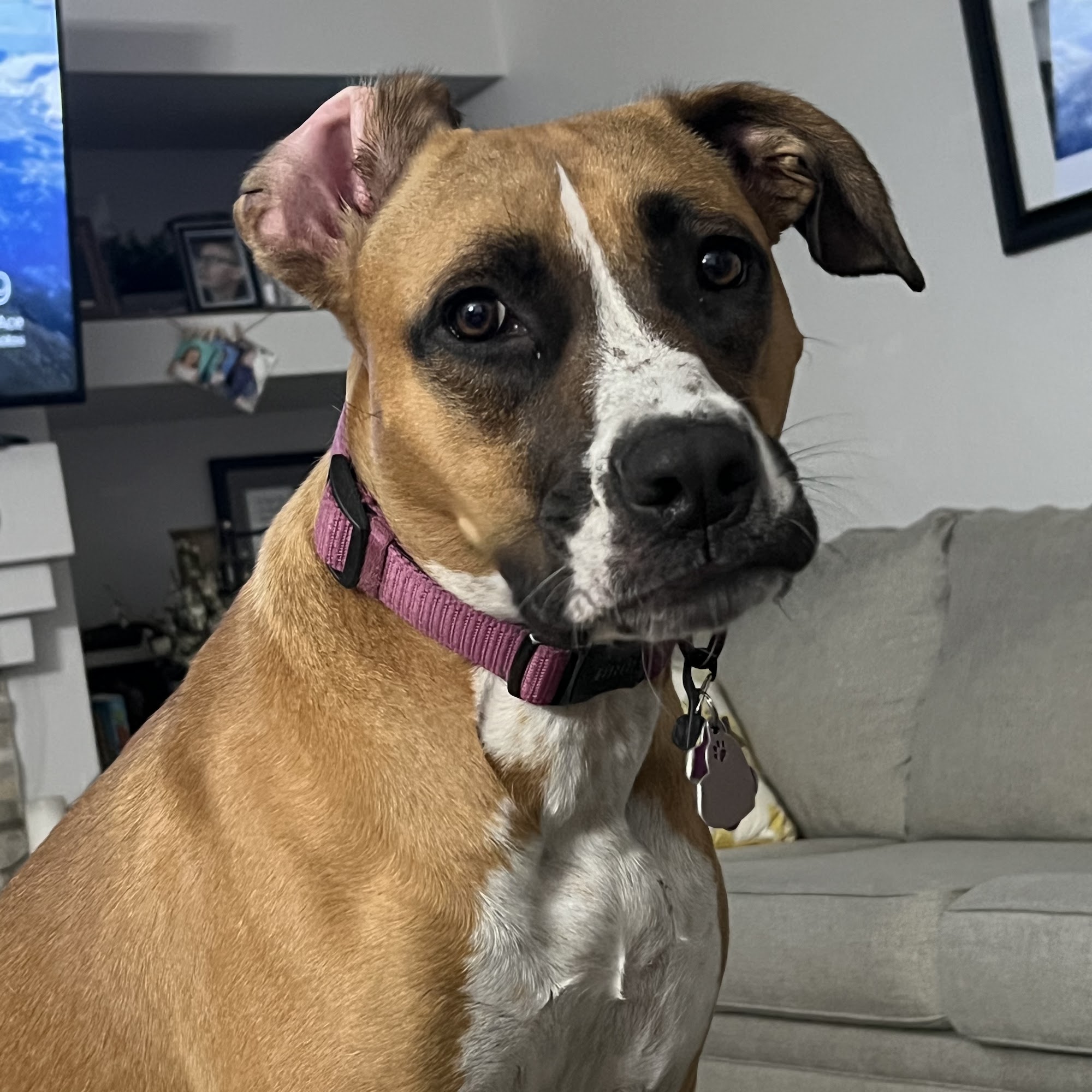 Henderson Veterinary Hospital Porterville