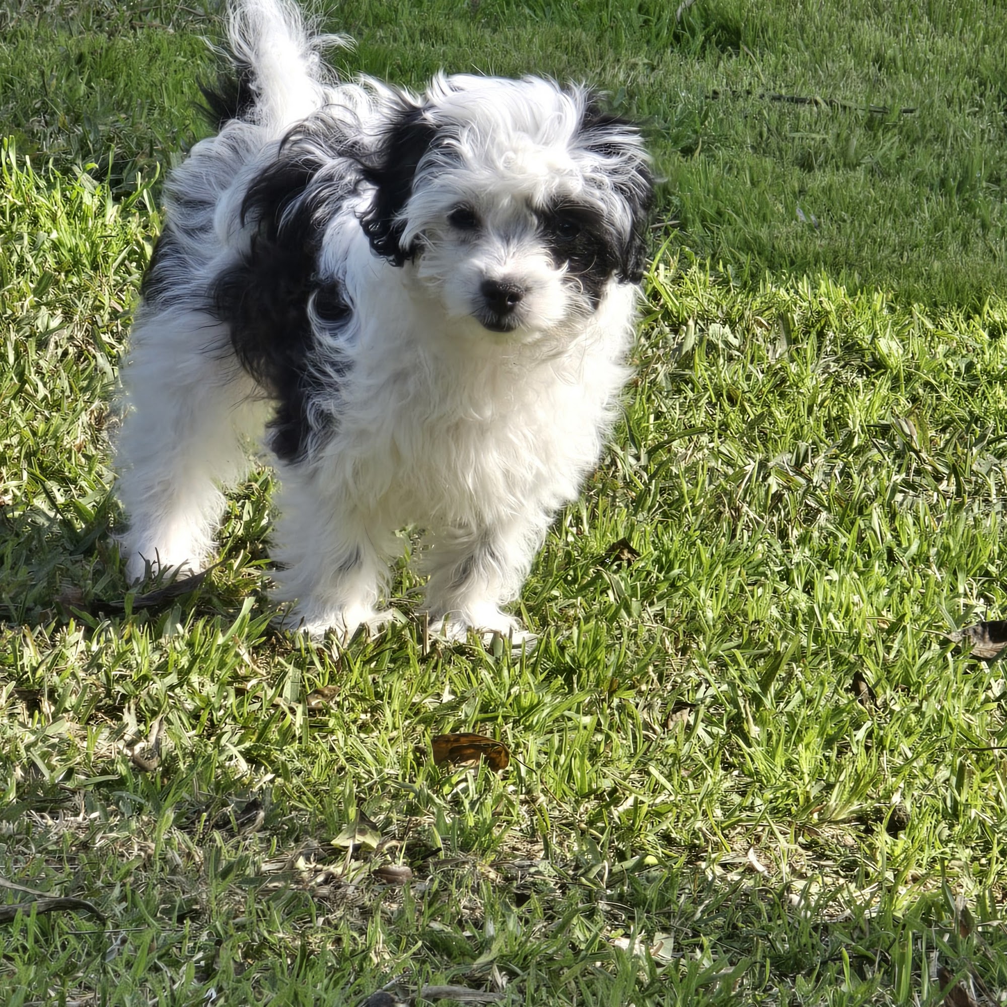 Sierra Veterinary Center Porterville