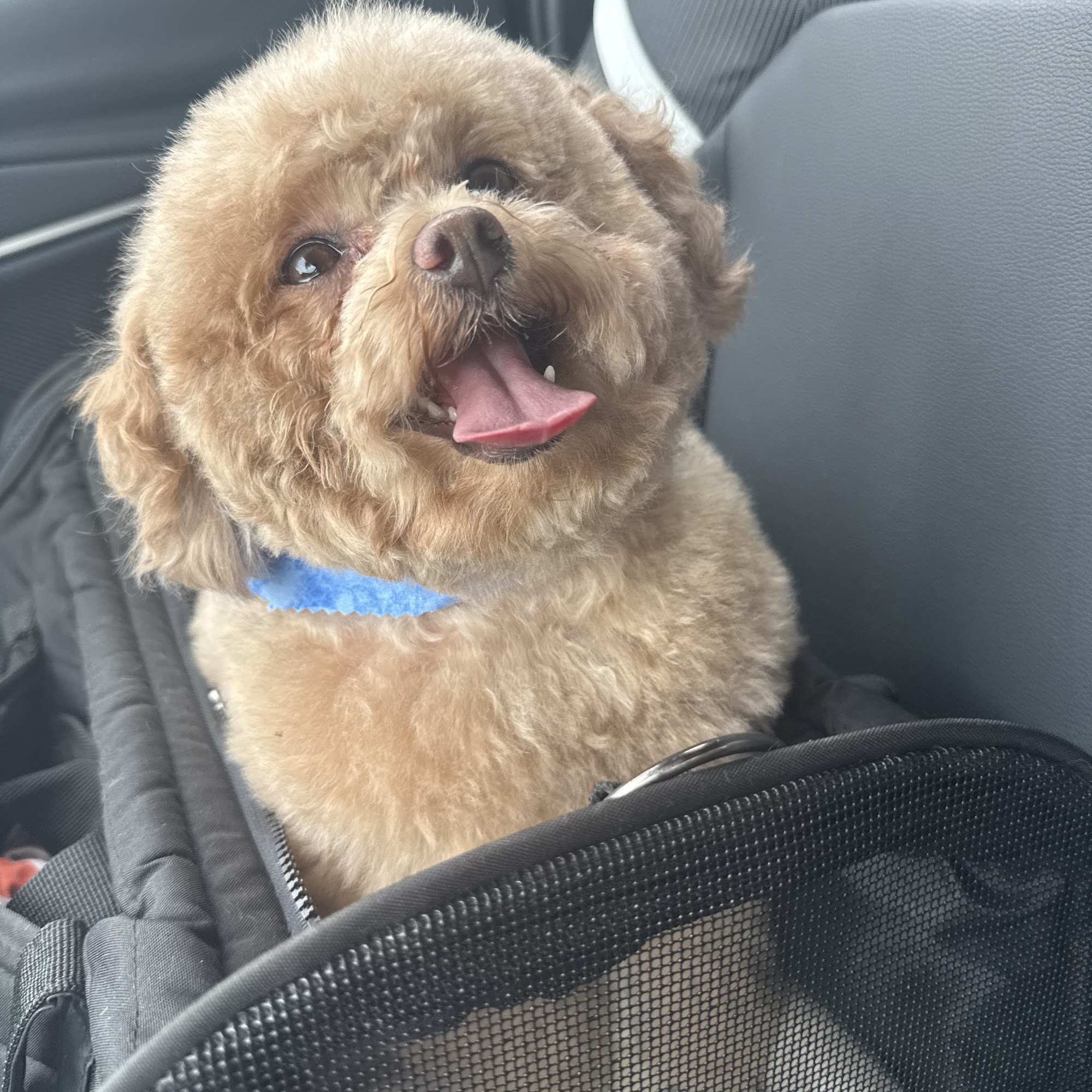 Eddie's Dog House Grooming Porterville