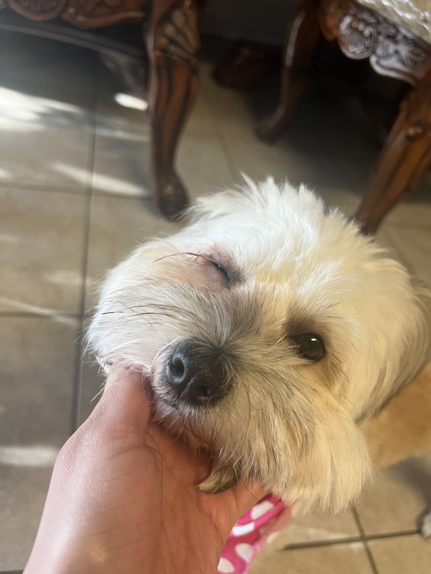 Eddie's Dog House Grooming Porterville