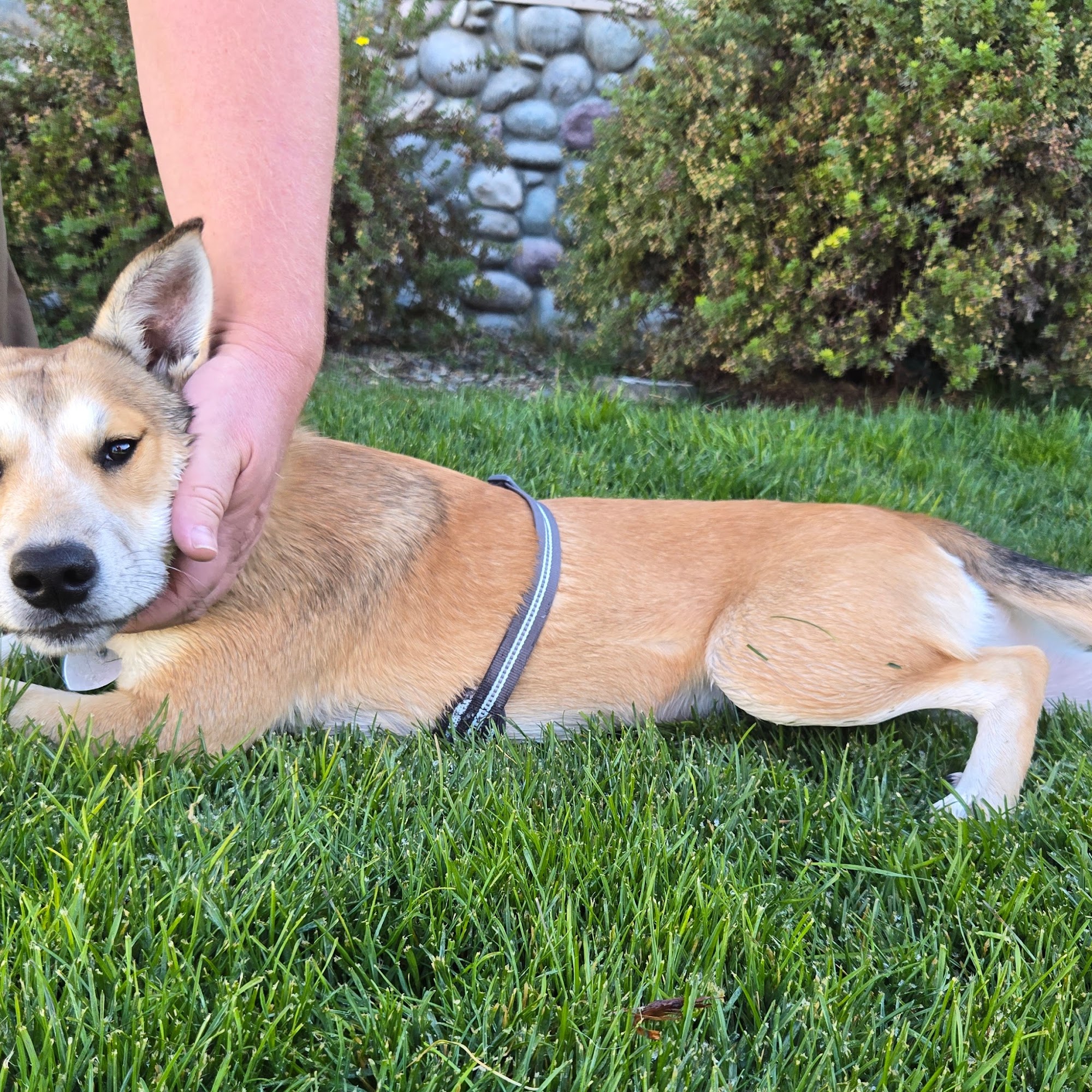 High Sierra Animal Rescue Portola