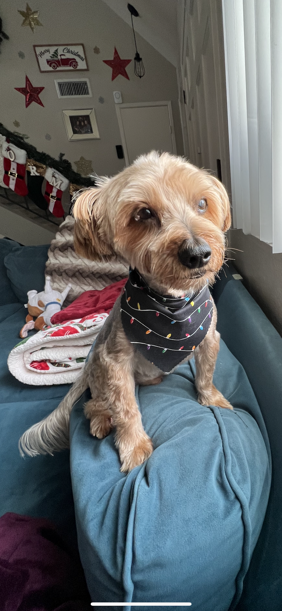 The Bark & Collar Poway