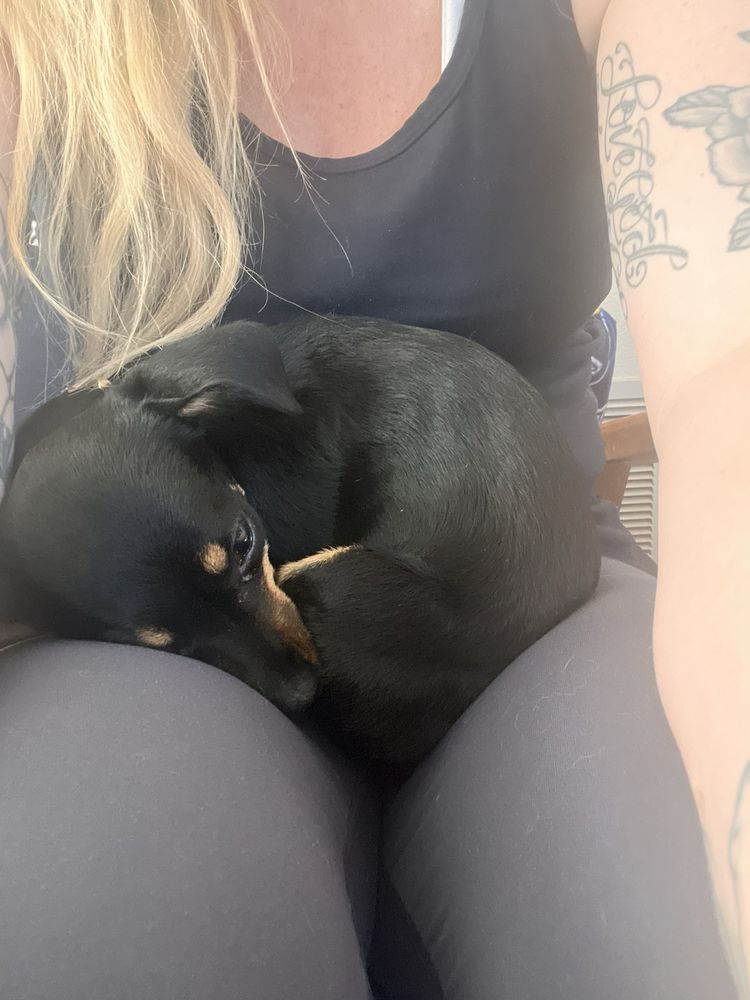 Westside Animal Hospital Inc. Quartz Hill