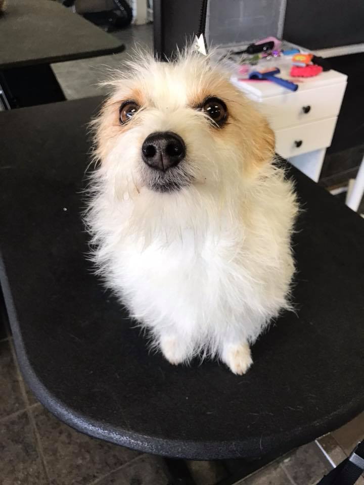 Proper Paws Pet Parlour Quartz Hill