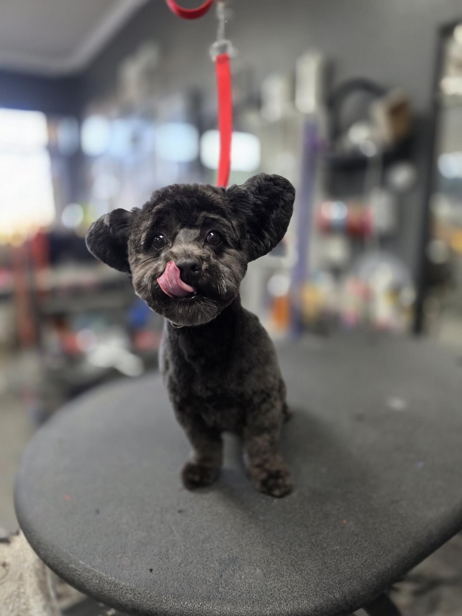 Proper Paws Pet Parlour Quartz Hill