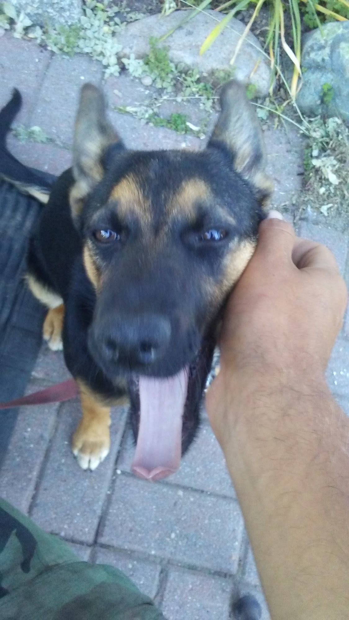 Pet Country Feed N Tack Quincy