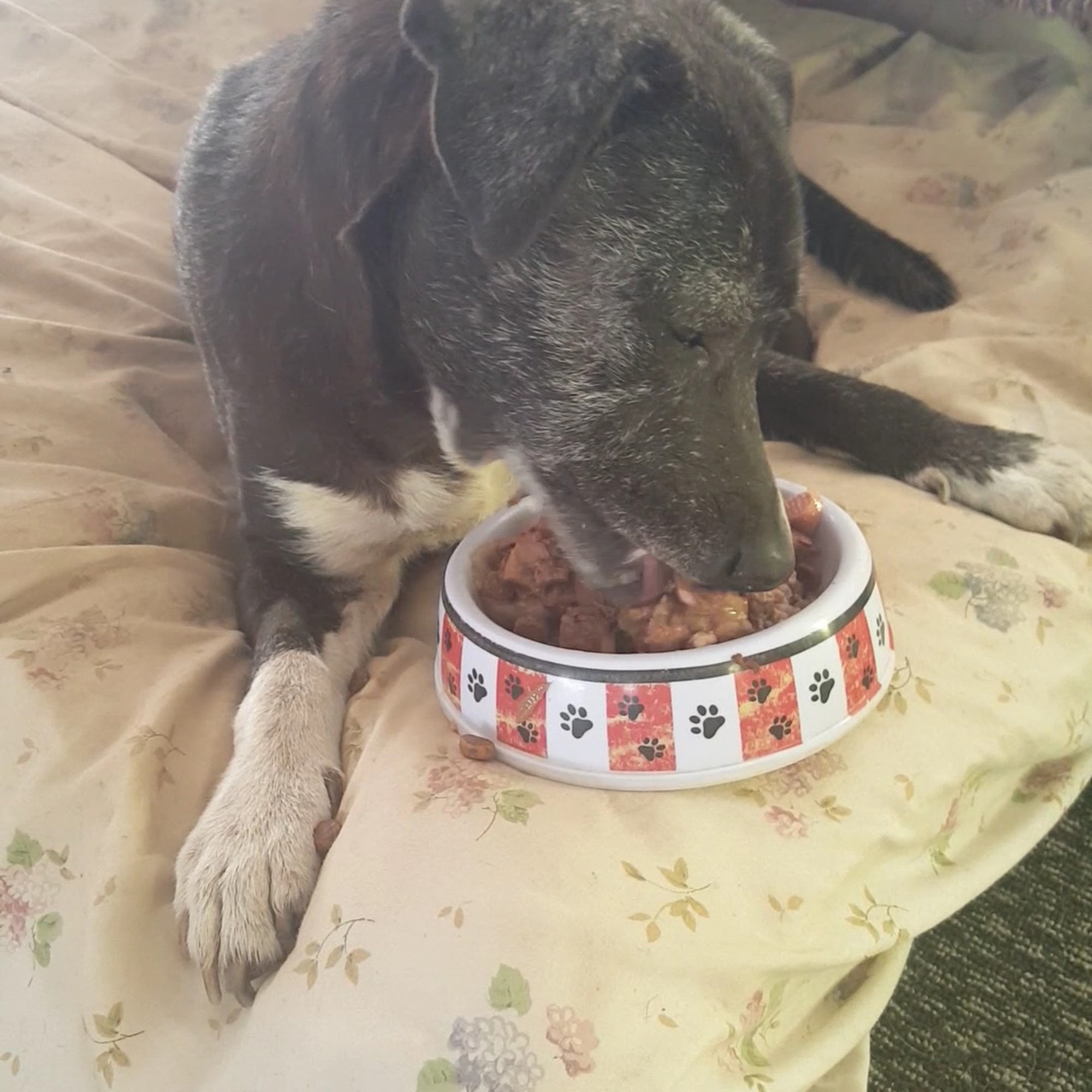 High Valley Veterinary Hospital Ramona