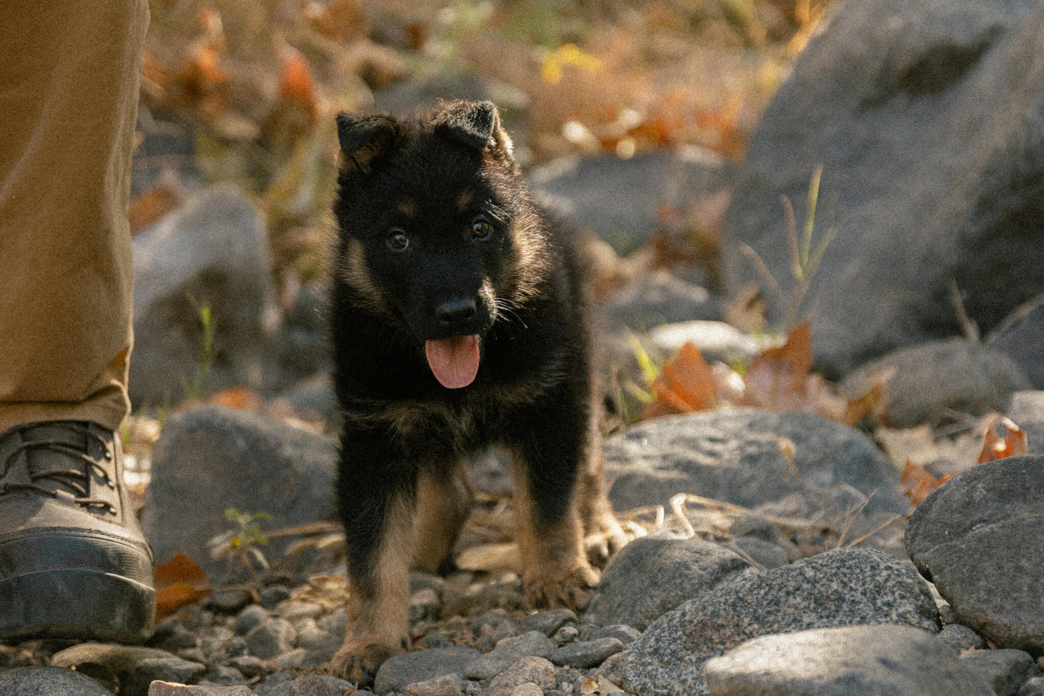 Taylor Made Working Dogs Ramona