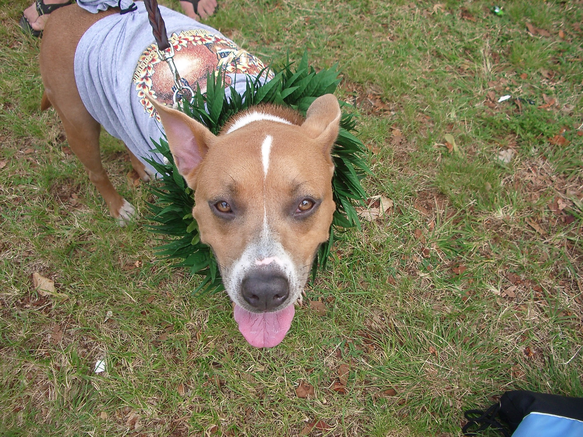 Aspire Dog Training Center Ramona