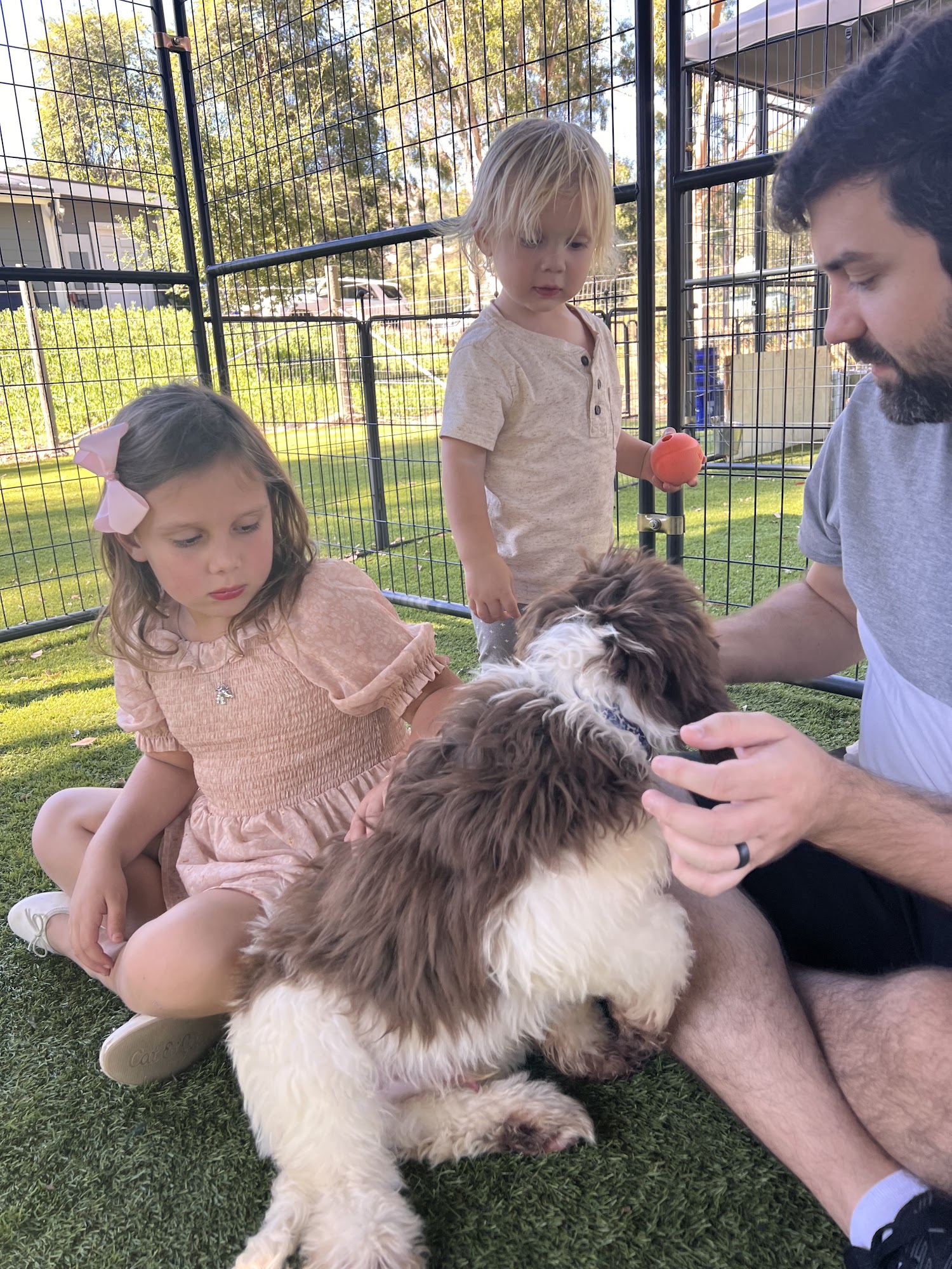 Joyful Oaks Labradoodles Ramona