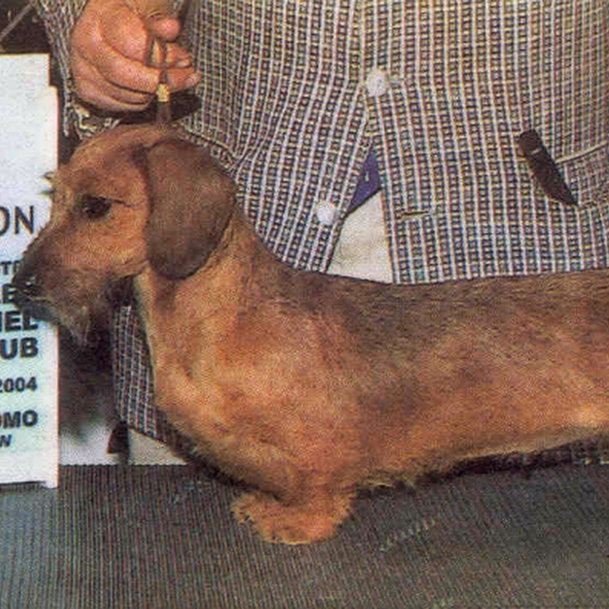 Nuforest Dachshunds Ramona