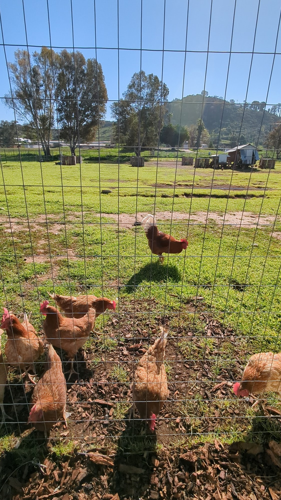 Happy Hens Ramona