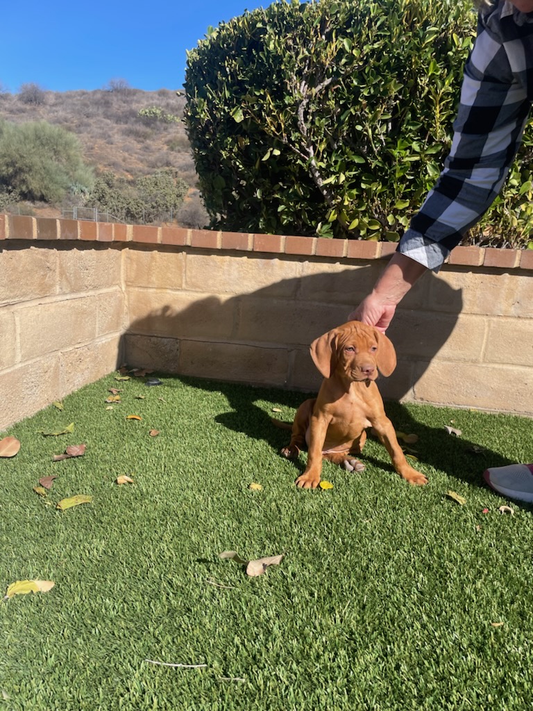 Red Dog Ranch Vizslas Ramona