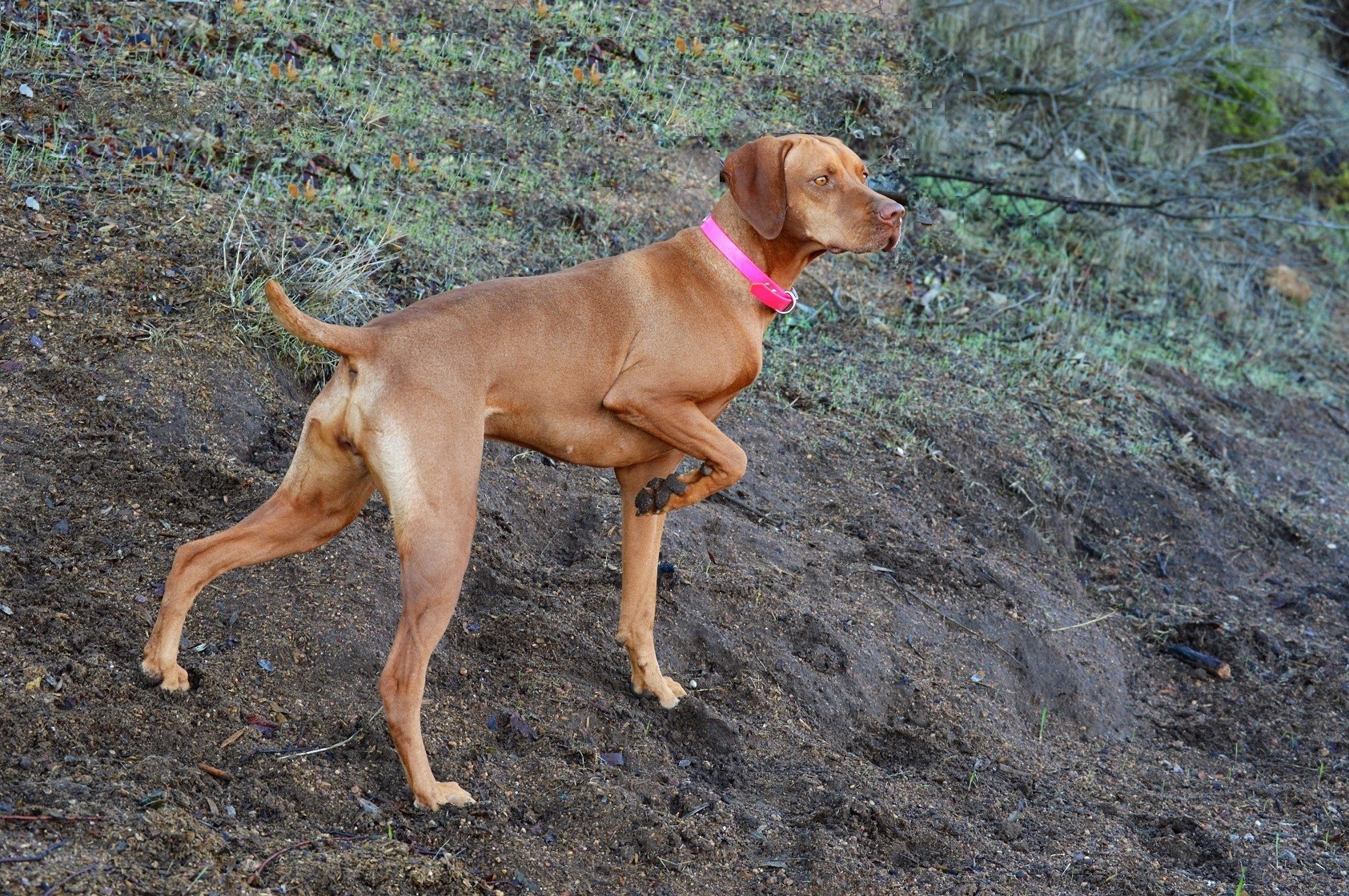 Red Dog Ranch Vizslas 24901 Thunder Mountain Rd, Ramona California 92065