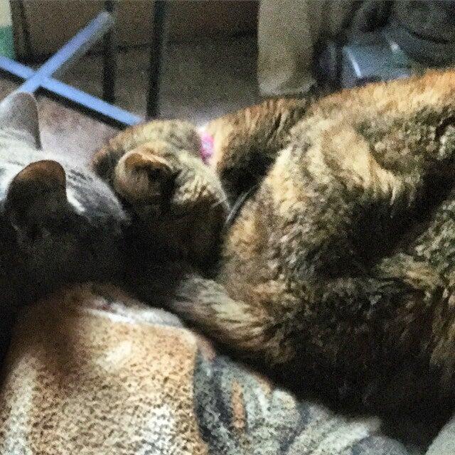 Cordova Veterinary Hospital: Thomas Lori DVM Rancho Cordova