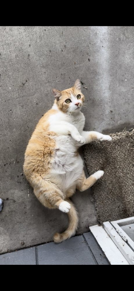 Sacramento Veterinary Dental Services Rancho Cordova