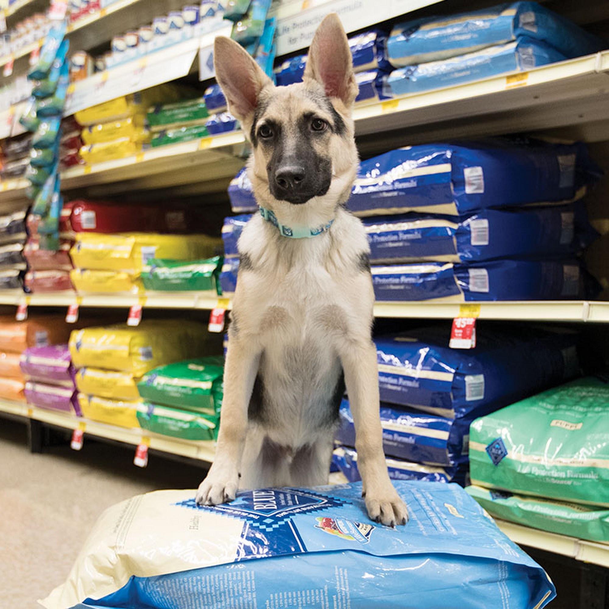PetSmart Rancho Cucamonga