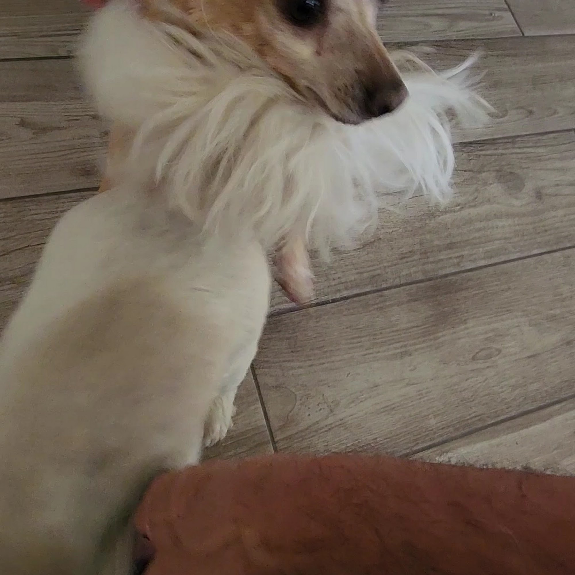 Alta Rancho Pet & Bird Hospital Rancho Cucamonga