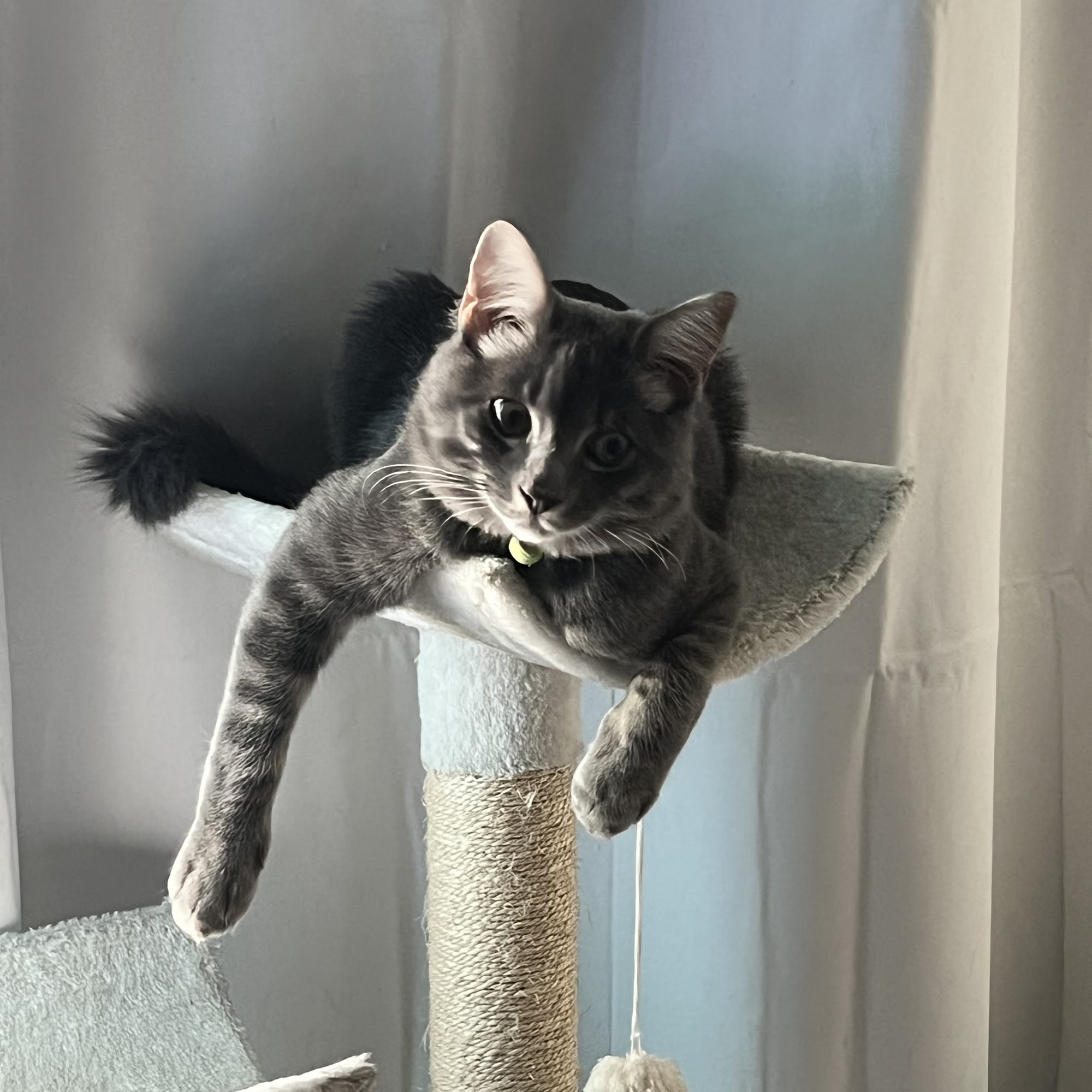 Alta Loma Animal Hospital Rancho Cucamonga