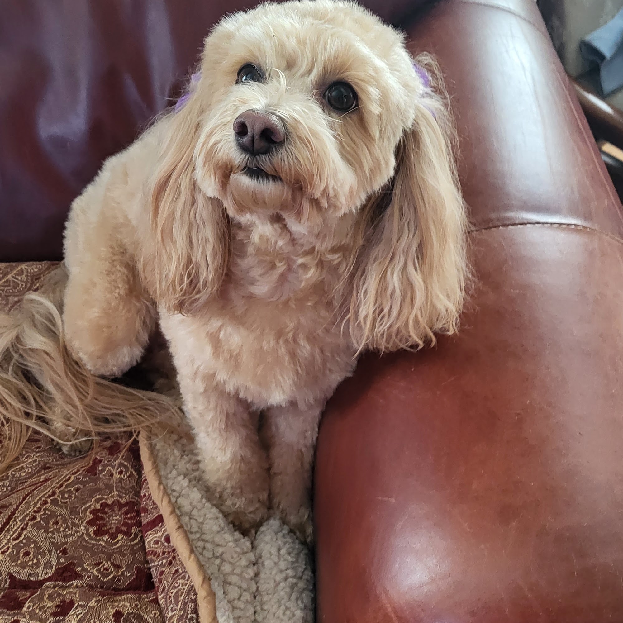 Doggie Couture Rancho Cucamonga