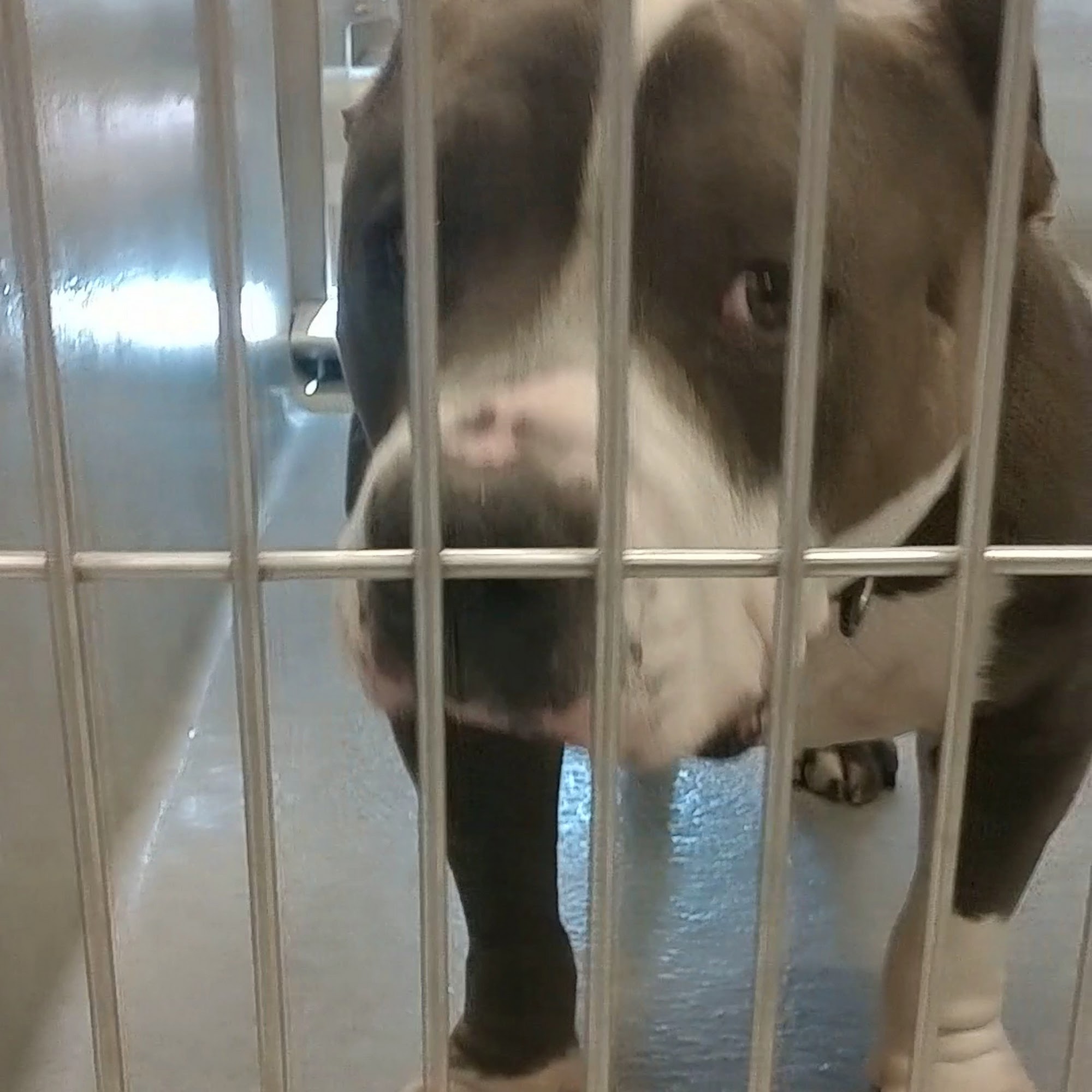 Rancho Cucamonga Animal Center Rancho Cucamonga