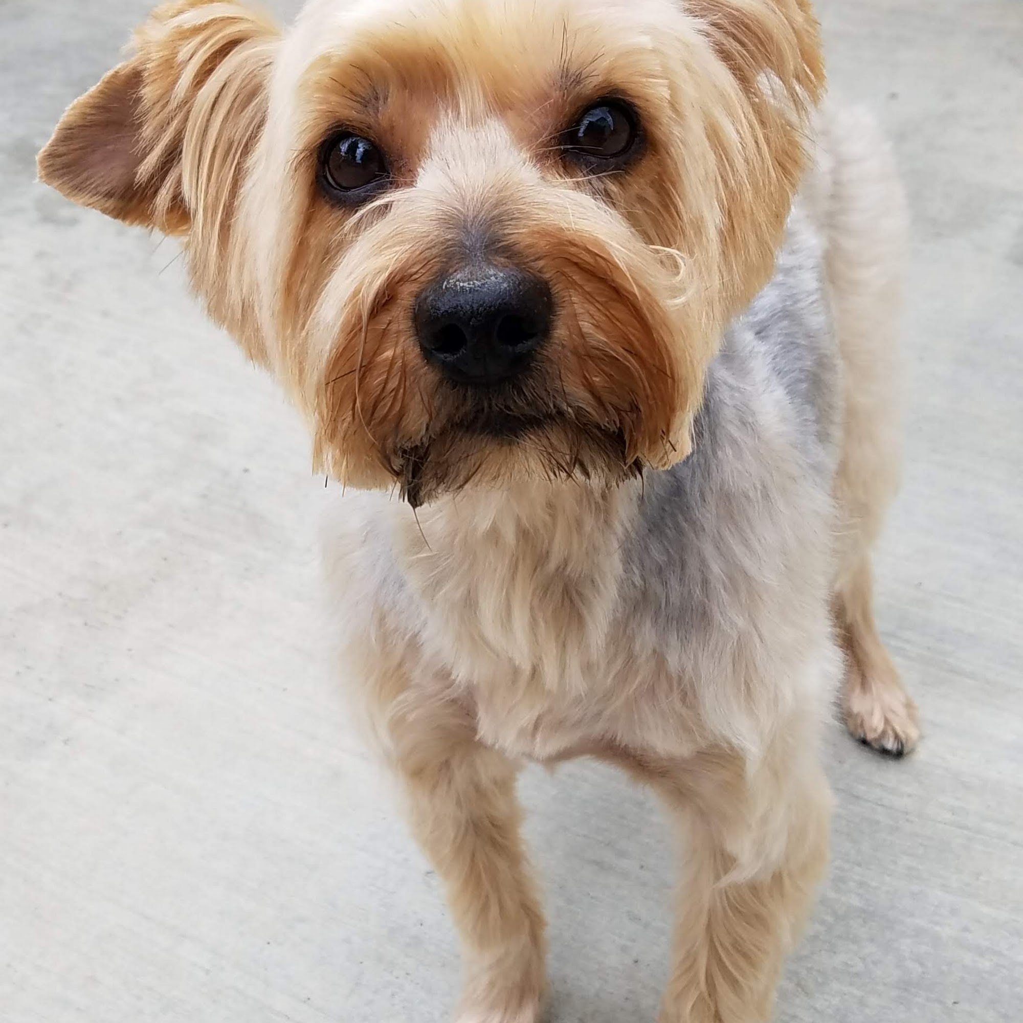 Lorrie's Paw Spa Rancho Cucamonga