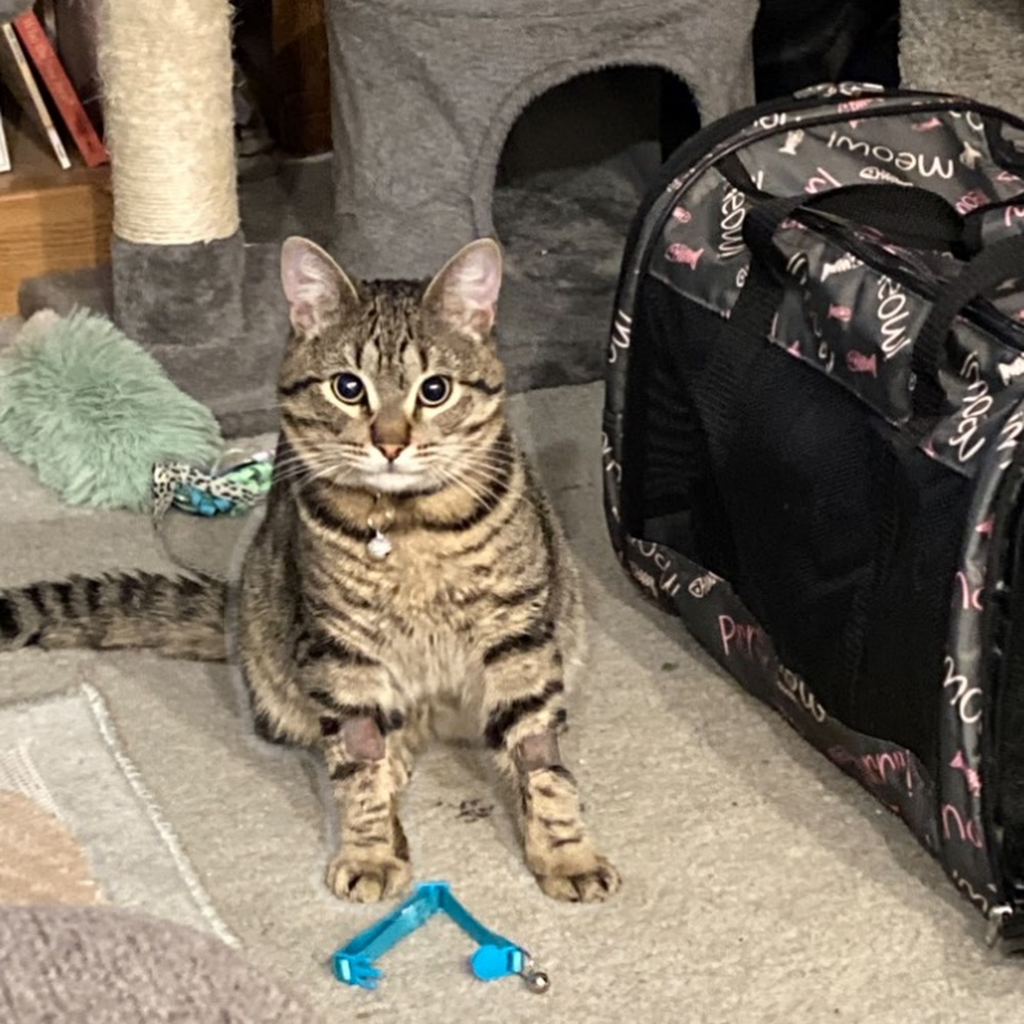 Victoria Animal Hospital Rancho Cucamonga