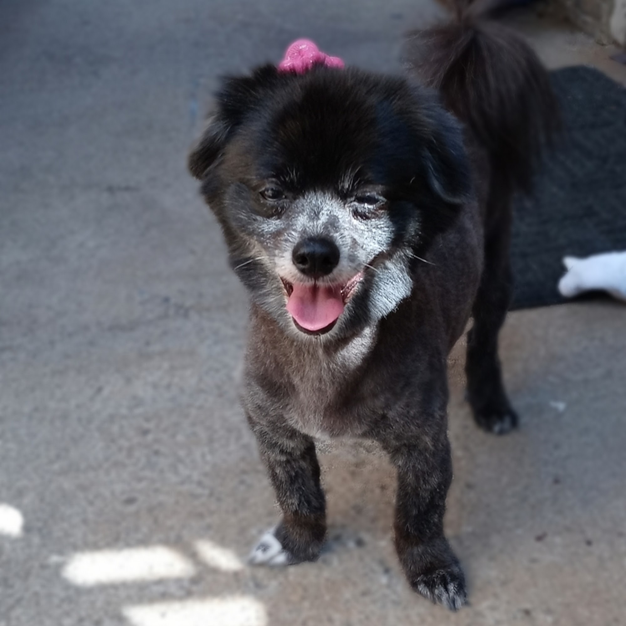 Love That Dog & Cat Rancho Cucamonga