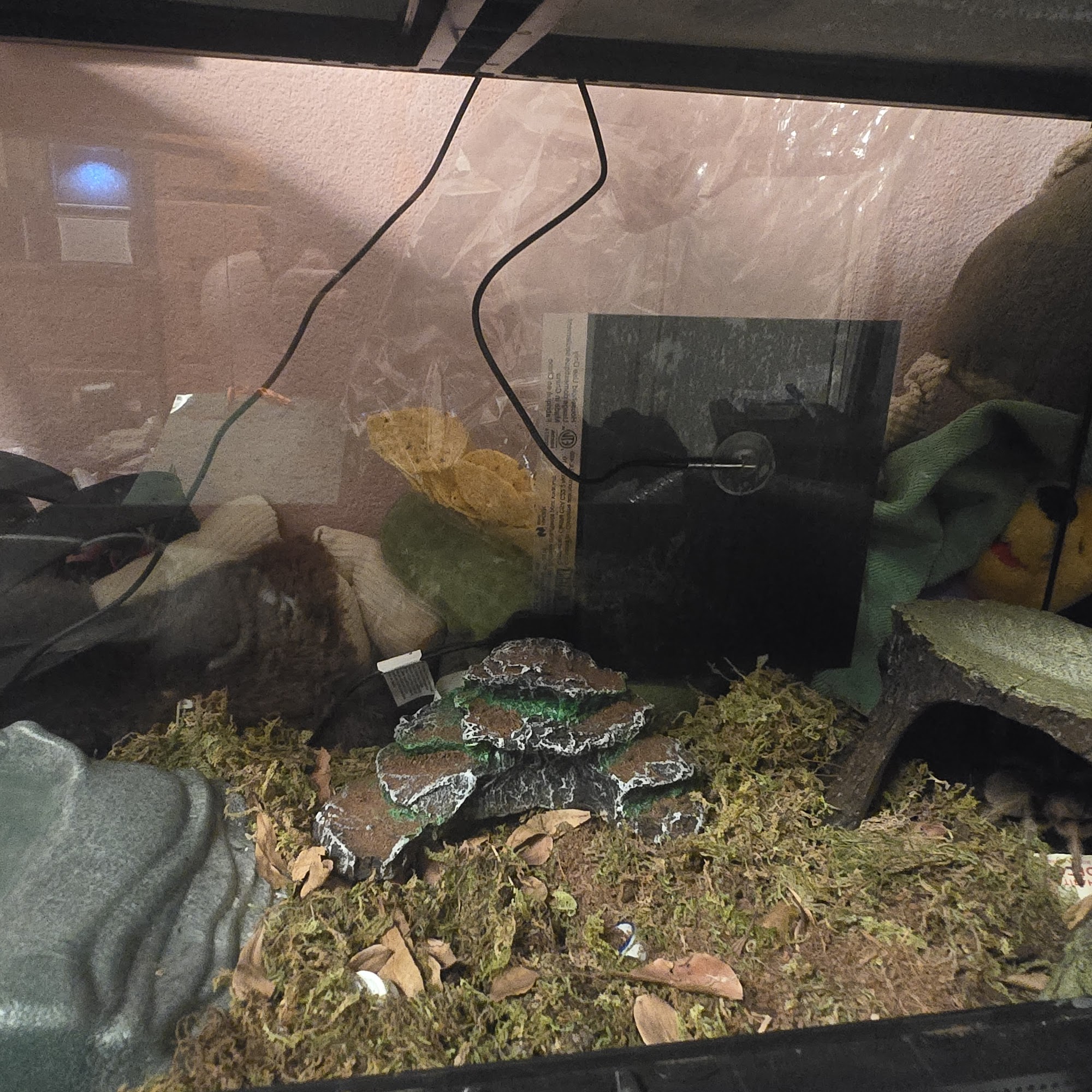 The Spider Room Rancho Cucamonga