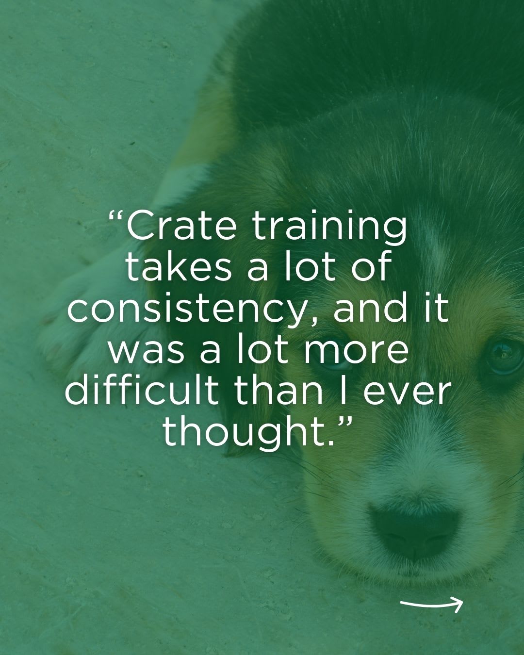 Bark Busters Home Dog Training Rancho Cucamonga